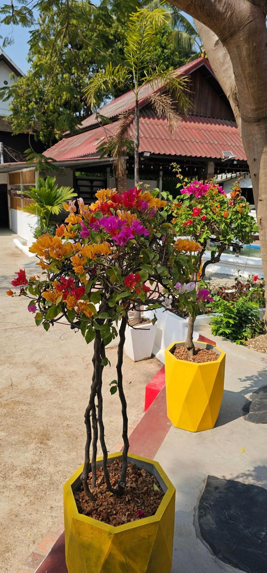לואנג פרבאנג Sabaidee Guesthouse מראה חיצוני תמונה